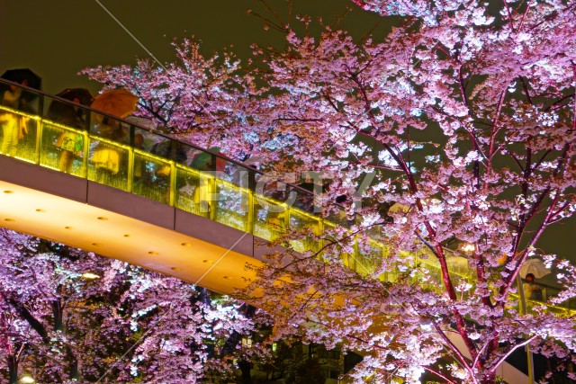 写真のタイトルが入ります