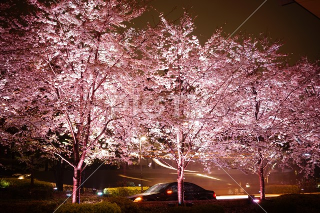 写真のタイトルが入ります