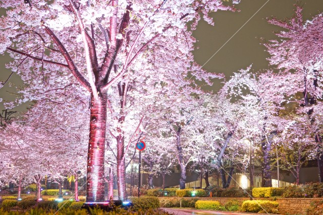 写真のタイトルが入ります