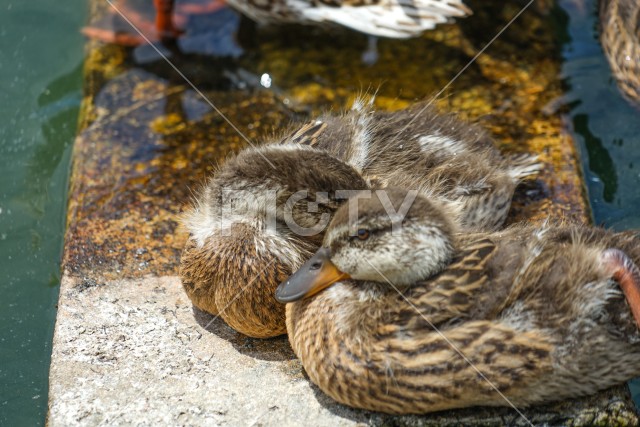 写真のタイトルが入ります