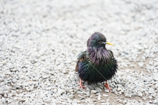 鳥のイメージ