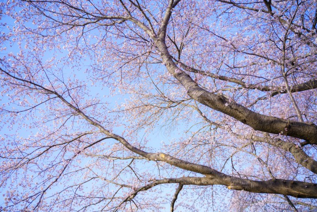 写真のタイトルが入ります