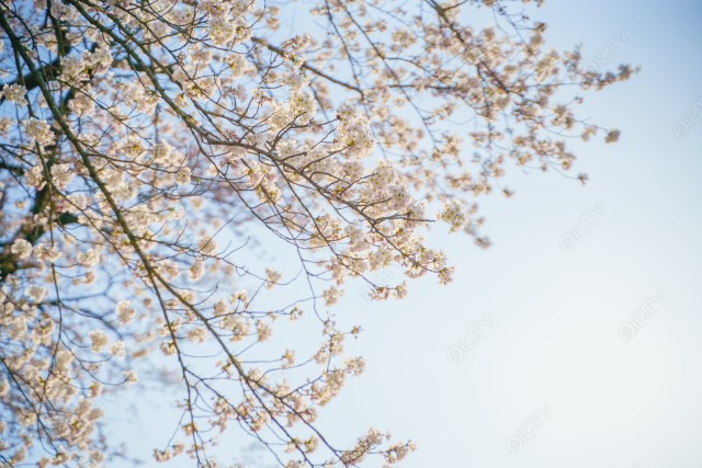 写真のタイトルが入ります