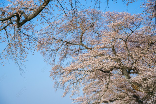 写真のタイトルが入ります
