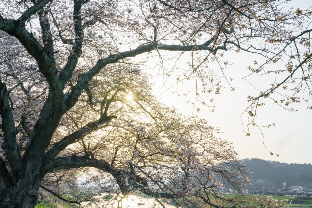 宮城県柴田町船岡　一目千本桜と川辺