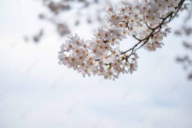 写真のタイトルが入ります