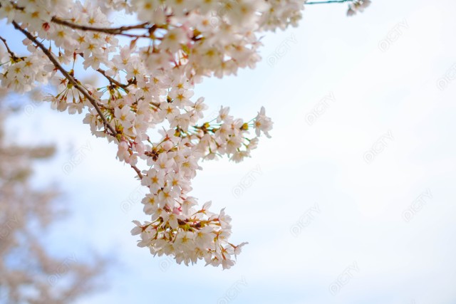 枝垂れた桜と青空