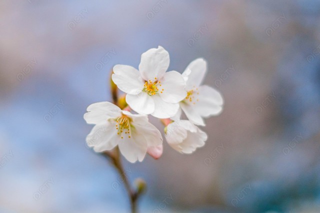 写真のタイトルが入ります