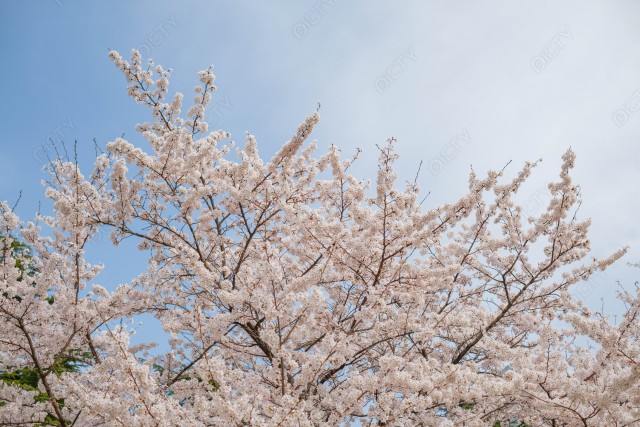写真のタイトルが入ります