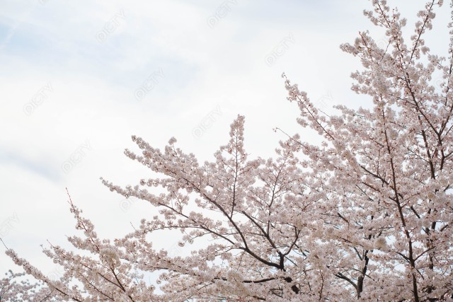 写真のタイトルが入ります