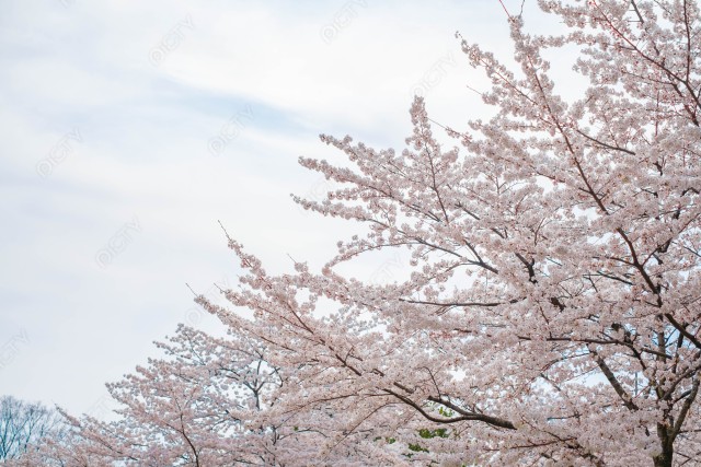 満開の桜と空