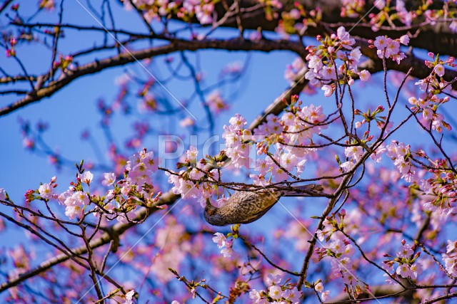 写真のタイトルが入ります