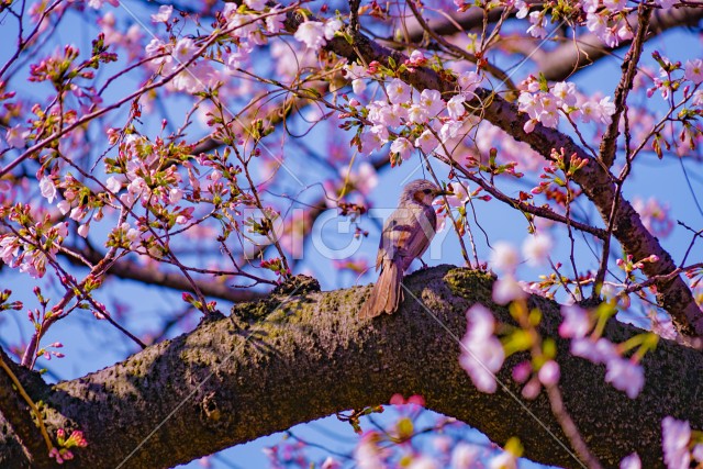 ヒヨドリと桜と青空