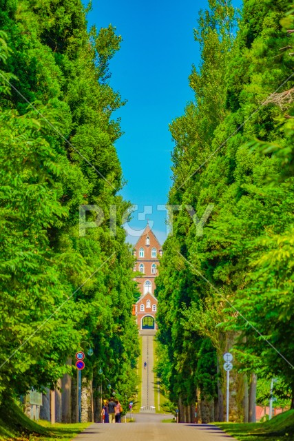 写真のタイトルが入ります