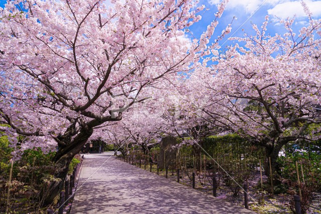 満開の桜のトンネル