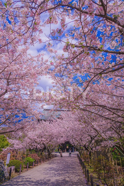 写真のタイトルが入ります