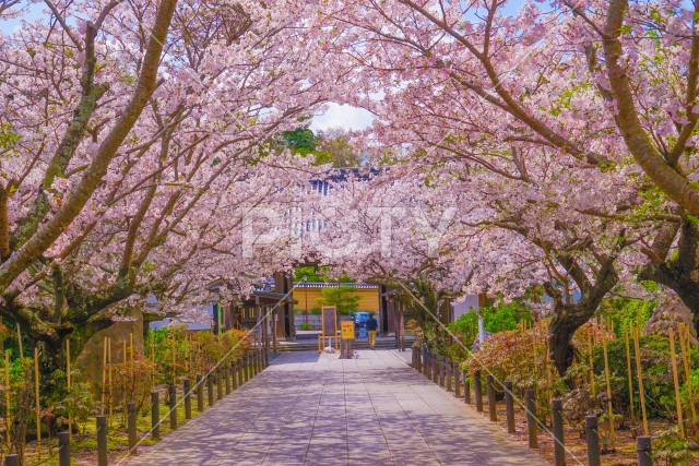 満開の桜のトンネル