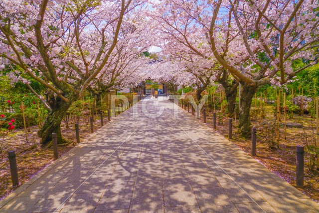 写真のタイトルが入ります