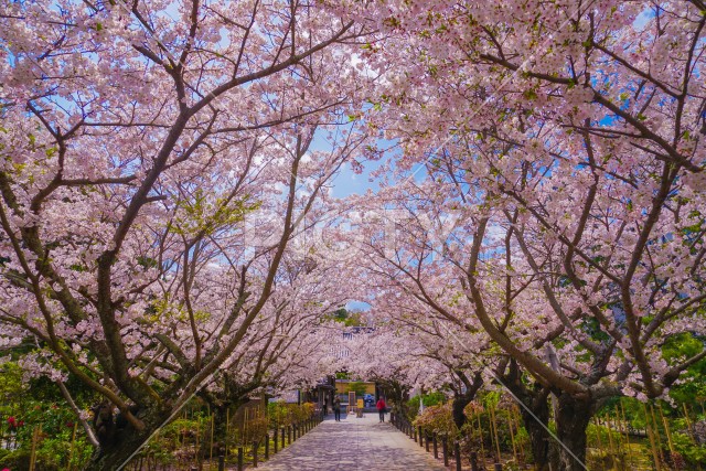 満開の桜のトンネル
