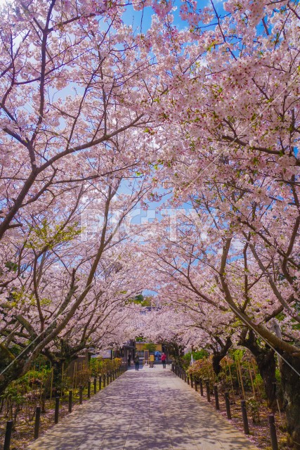 満開の桜のトンネル