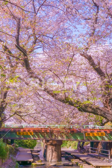 満開の桜と南武線