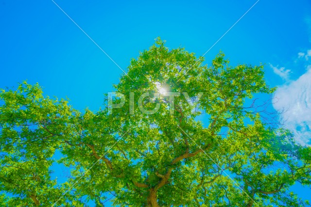 写真のタイトルが入ります