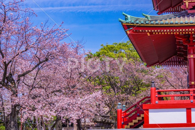 写真のタイトルが入ります