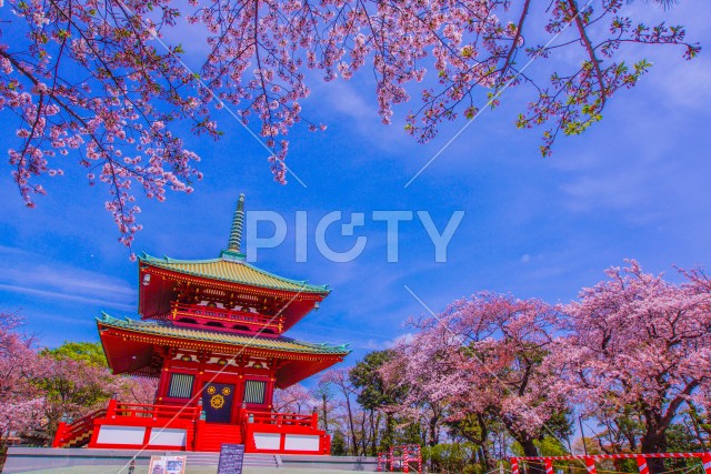 写真のタイトルが入ります