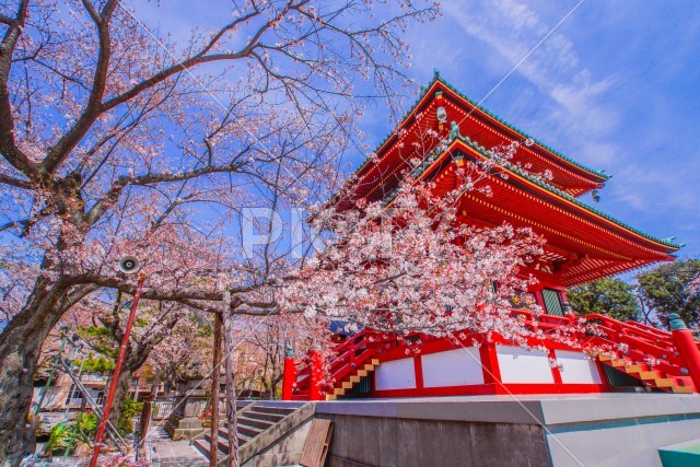写真のタイトルが入ります