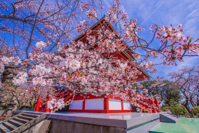 写真のタイトルが入ります