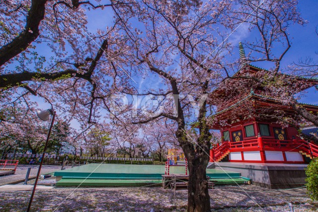 春の桜と孝道山（横浜市）