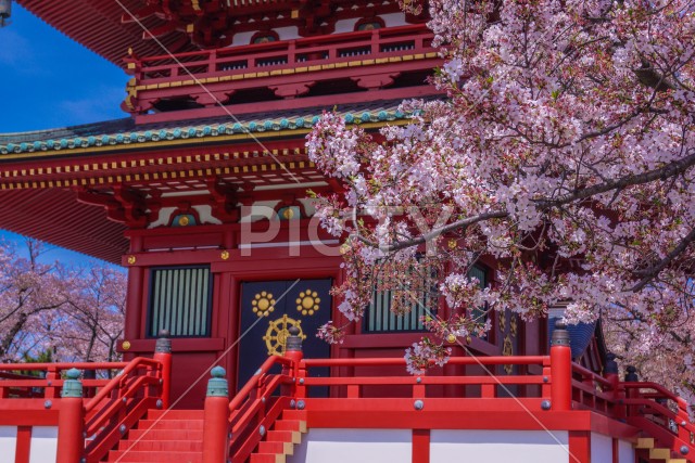 春の桜と孝道山（横浜市）