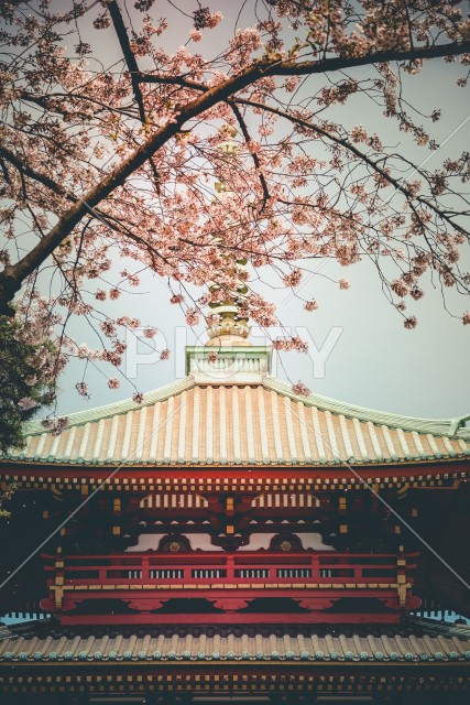 写真のタイトルが入ります