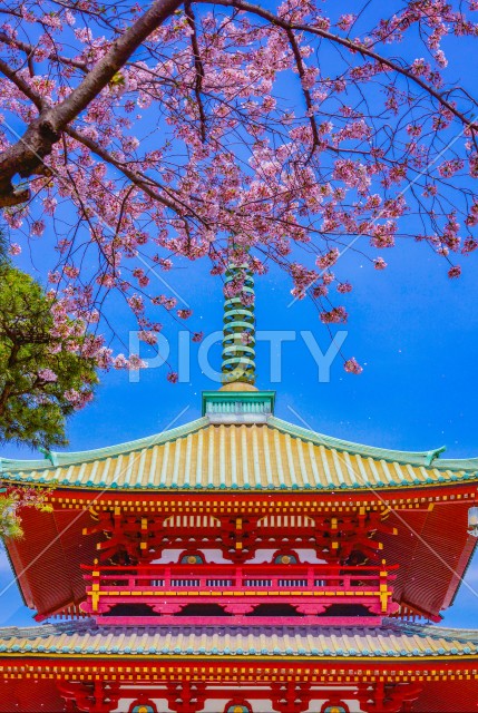 春の桜と孝道山（横浜市）