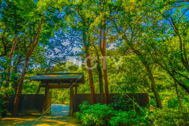 六義園の新緑