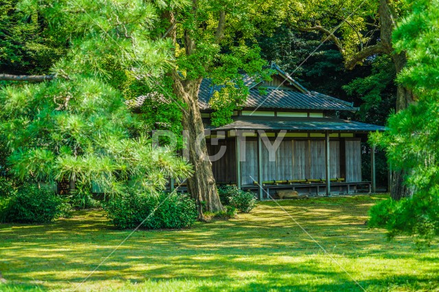 六義園の新緑
