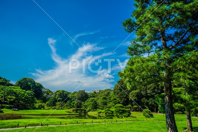 六義園の新緑