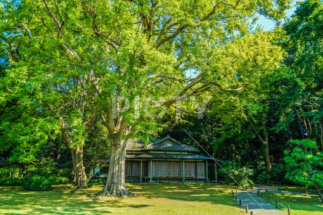 六義園の新緑