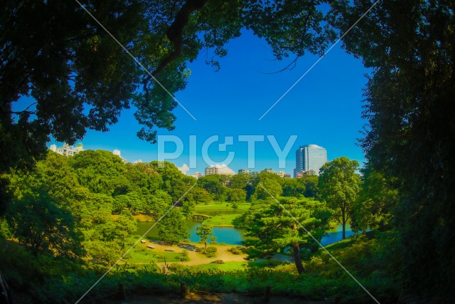 六義園の新緑