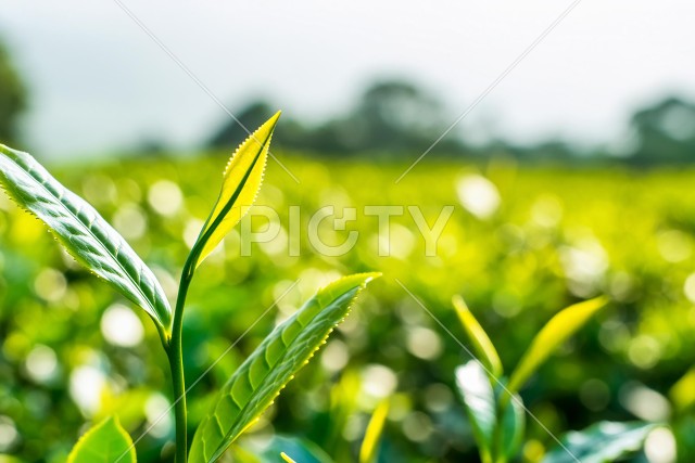 茶畑とお茶の葉っぱ