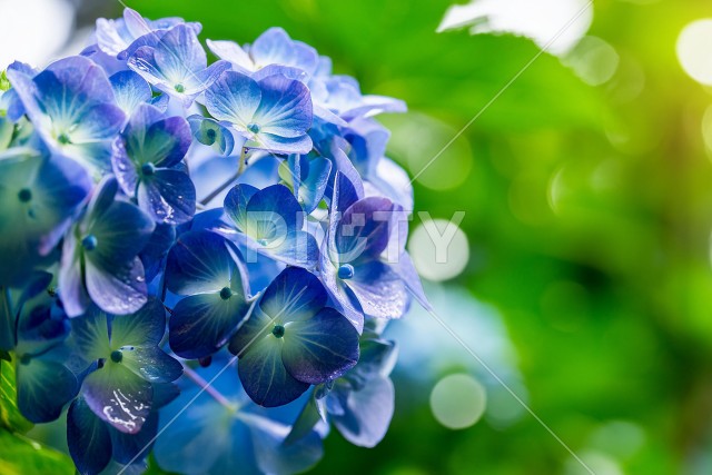 写真のタイトルが入ります