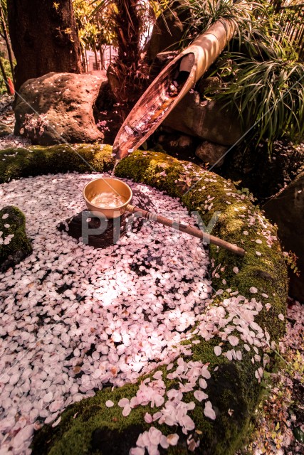 桜の花びらに埋め尽くされる鹿威し
