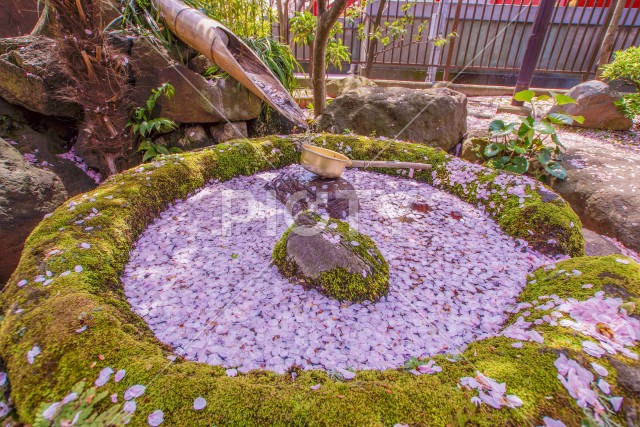 写真のタイトルが入ります