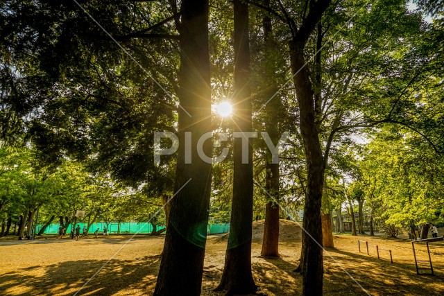夕焼けが差し込む昭和公園（昭島市）