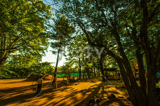 夕焼けが差し込む昭和公園（昭島市）