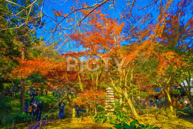 三渓園の紅葉