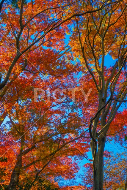 三渓園の紅葉