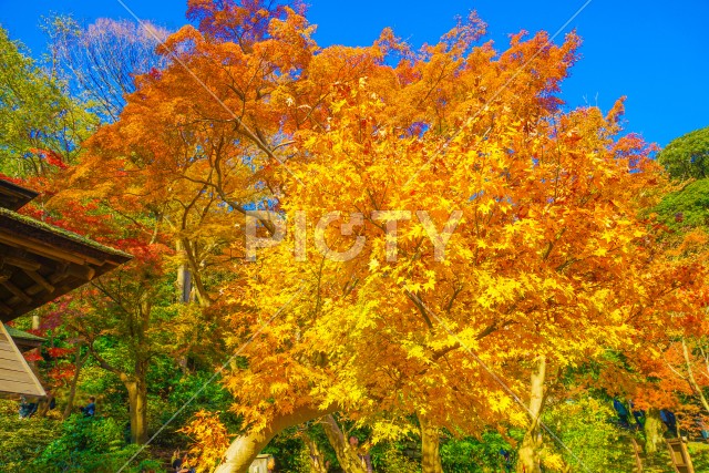 三渓園の紅葉