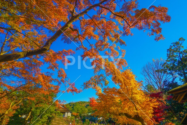 三渓園の紅葉