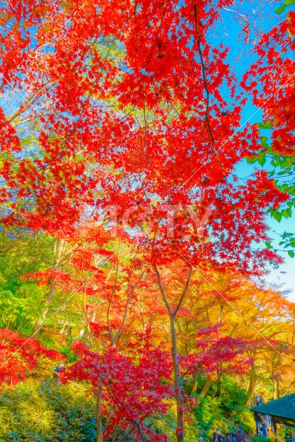 三渓園の紅葉